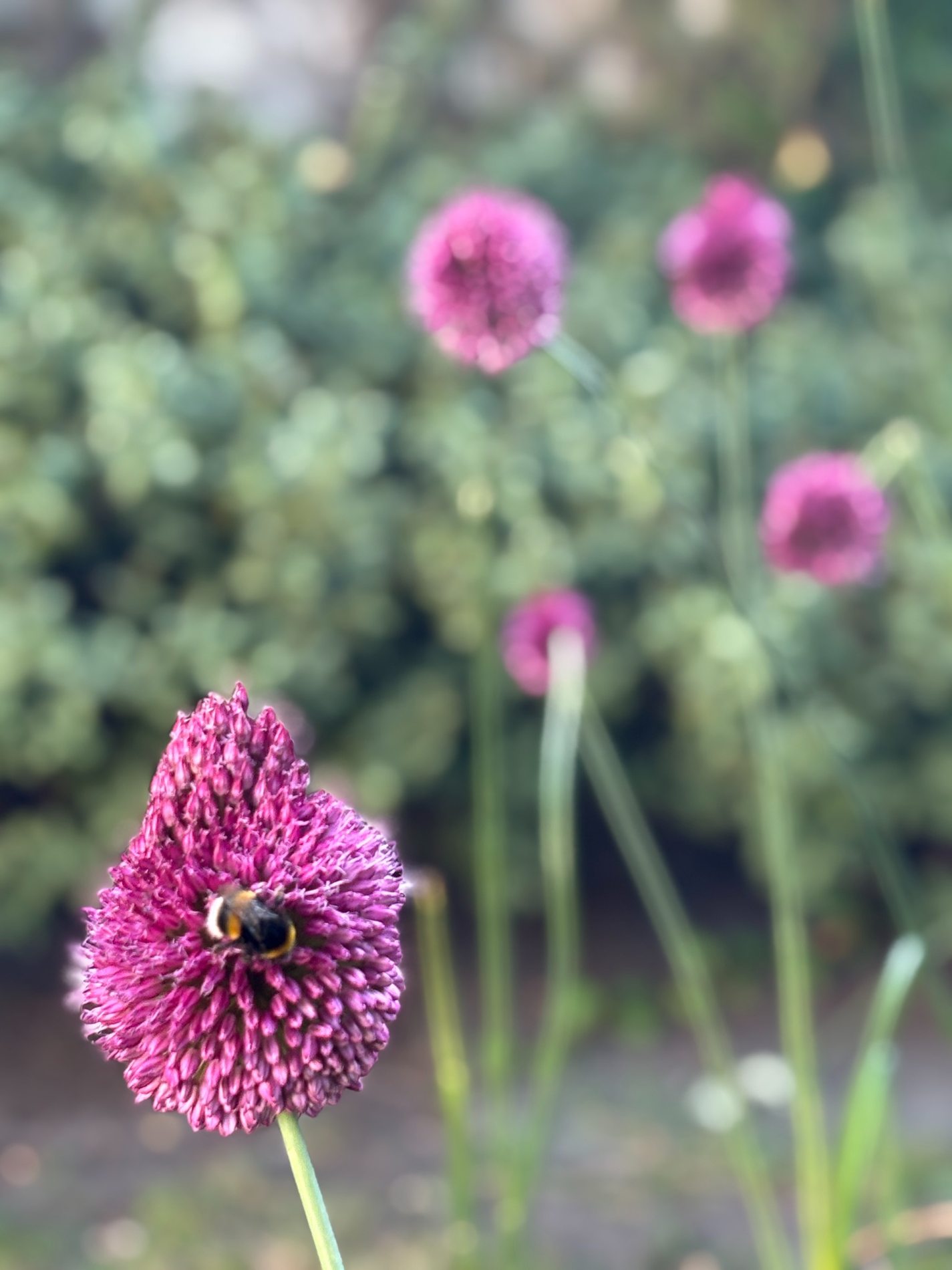 Bee resting on a purple allium flower