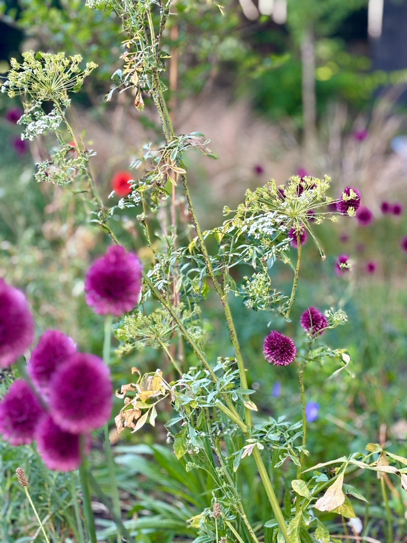 Flowering garden border in summer